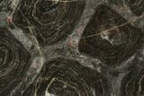 Polished Stromatolite (Acaciella) From Australia - MYA #129228-1